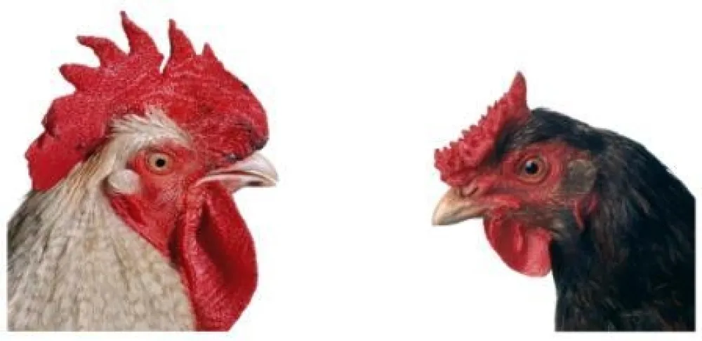 Multiplo Vanmechelen - Mechelse Bresse (M) x English Redcap (F)