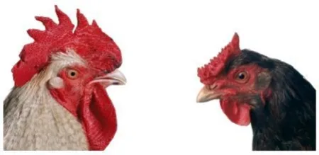 Multiplo Vanmechelen - Mechelse Bresse (M) x English Redcap (F)