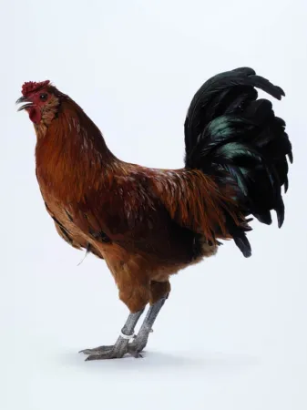 Multiplo Vanmechelen - Mechelse Owlbeard