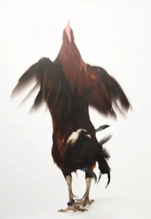 Multiplo Vanmechelen - Running Chicken