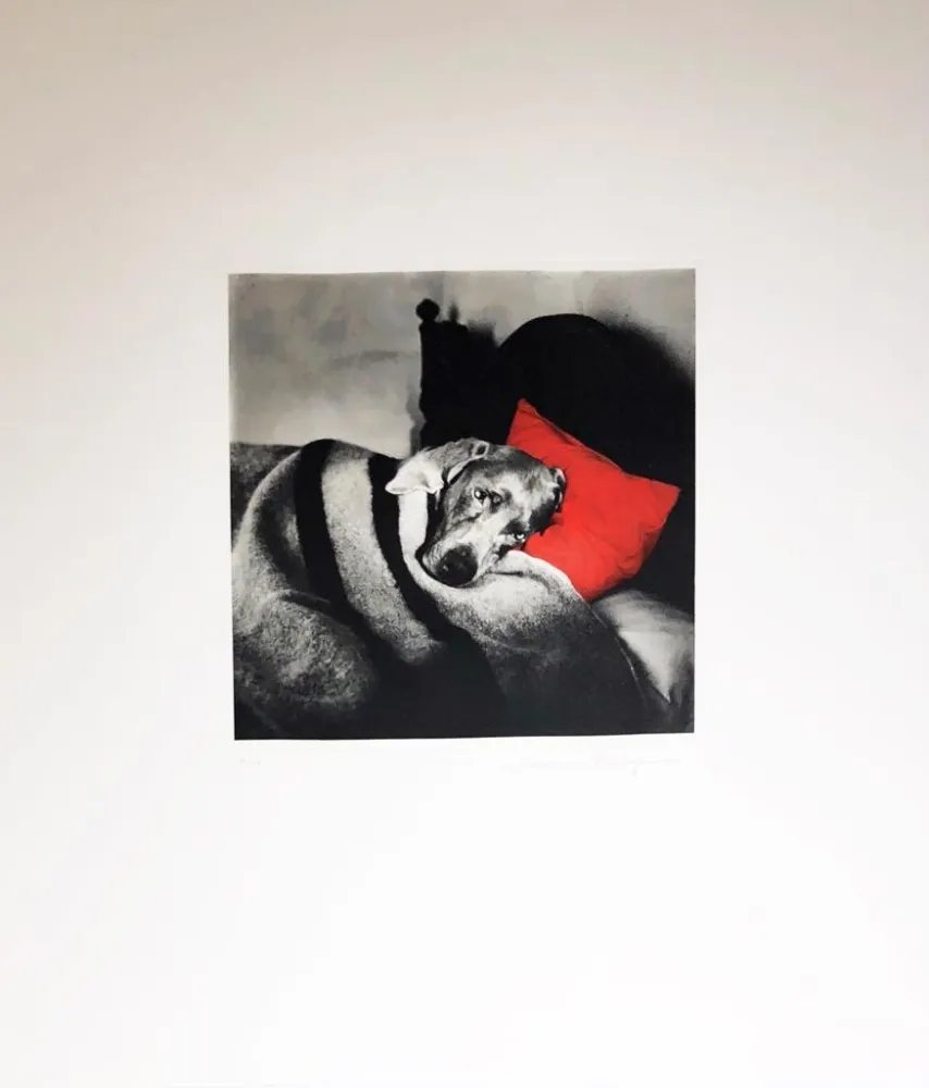 Incisione Wegman - Cinderella Sleeping