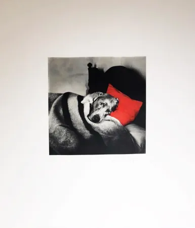 Incisione Wegman - Cinderella Sleeping