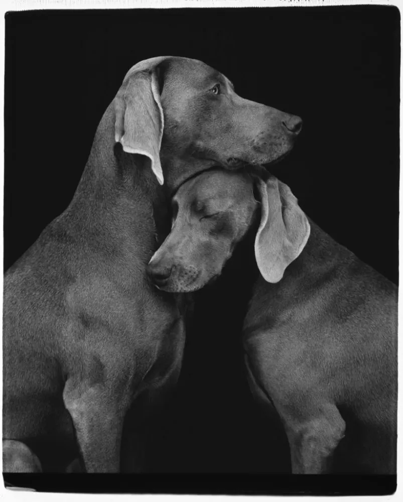 Multiplo Wegman - Friends