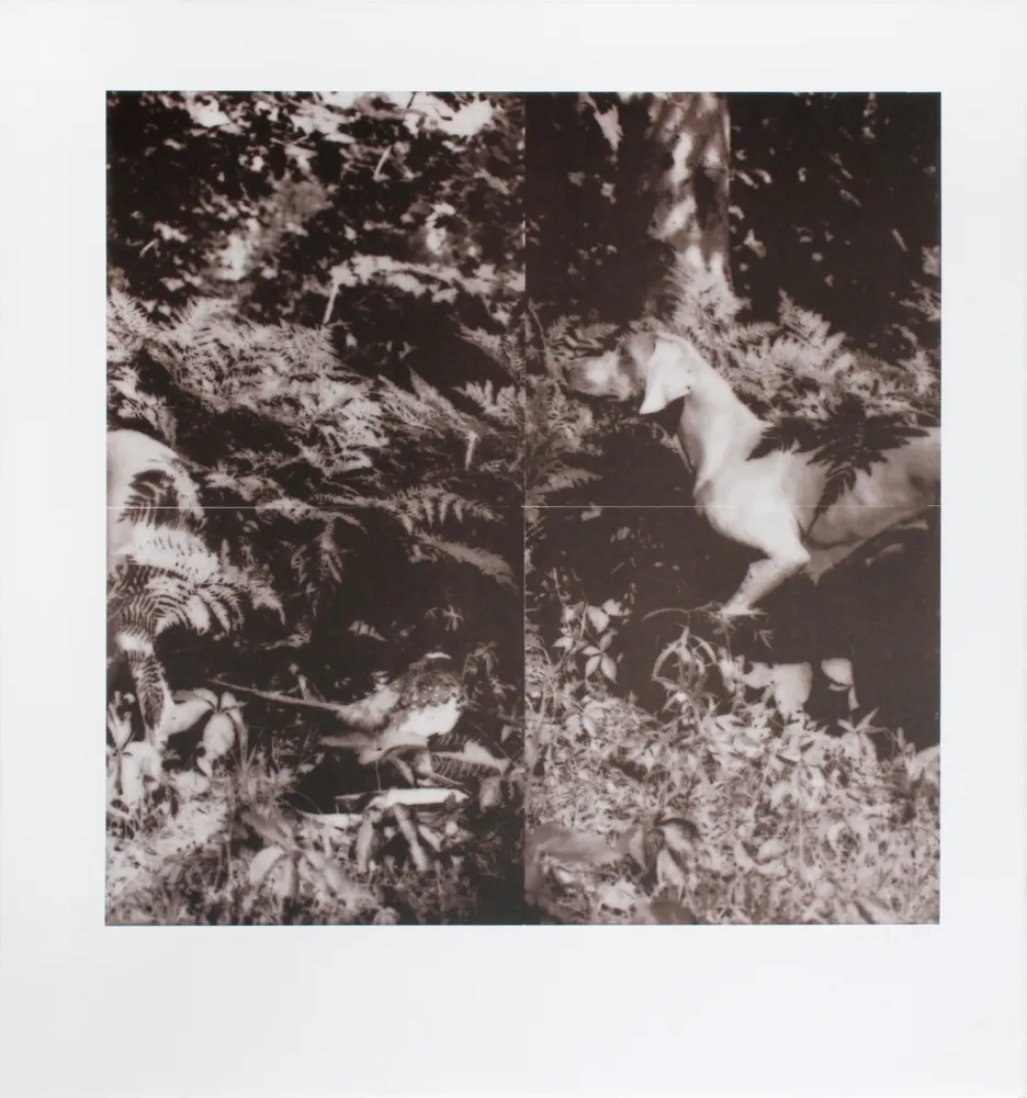 Litografia Wegman - Untitled