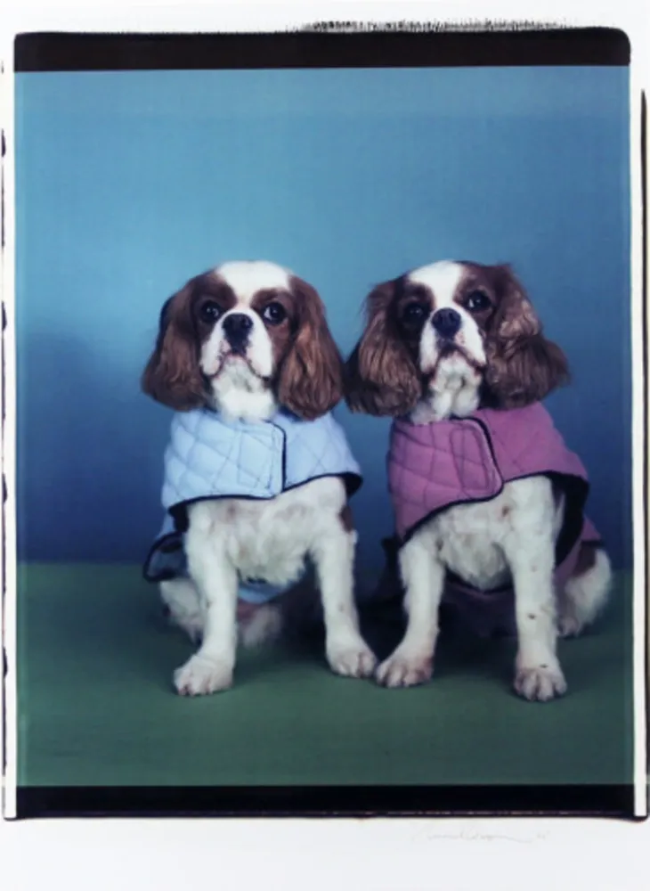 Multiplo Wegman - Untitled (Spaniels)