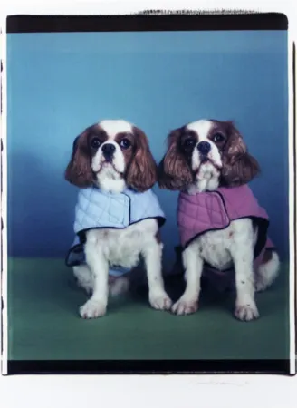 Multiplo Wegman - Untitled (Spaniels)