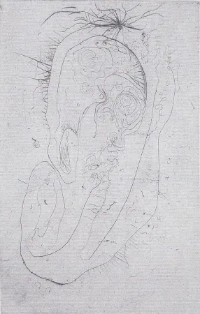 Libro Illustrato Wols - Naturelles