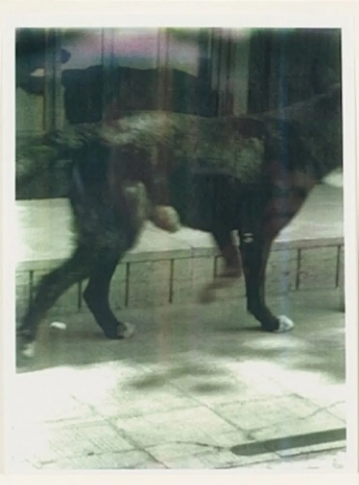 Multiplo Wool - Untitled