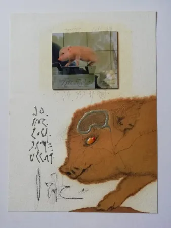 Non Tecnico Zush - Socjomo