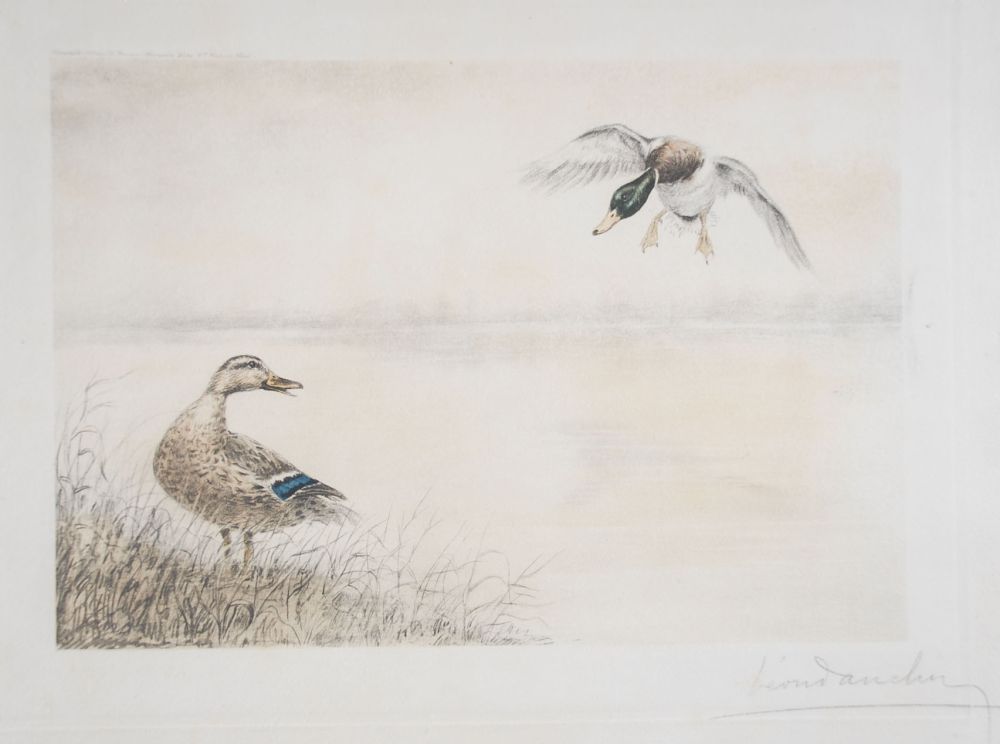 Acquaforte Danchin - 05 Canards se posant - Two Ducks landing (Original)