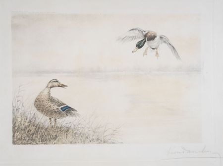 Acquaforte Danchin - 05 Canards se posant - Two Ducks landing (Original)