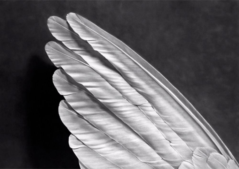 Multiplo Longo - Angel's Wing (Small Version)