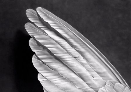 Multiplo Longo - Angel's Wing (Small Version)