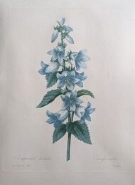 Acquaforte Redouté - Campanule dentelée