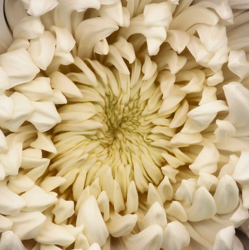 Fotografie Levine - Chrysanthemum