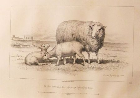 Libro Illustrato Bonheur - Considérations sur les bêtes à laine au milieu de XIXe siècle, et notice sur la race de la charmoise