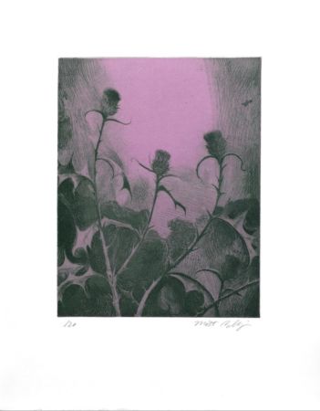 Incisione Bollinger - Dusk Thistle
