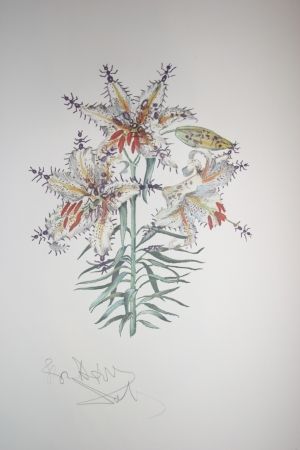 Litografia Dali - Erotic Lily (surrealistic flowers)