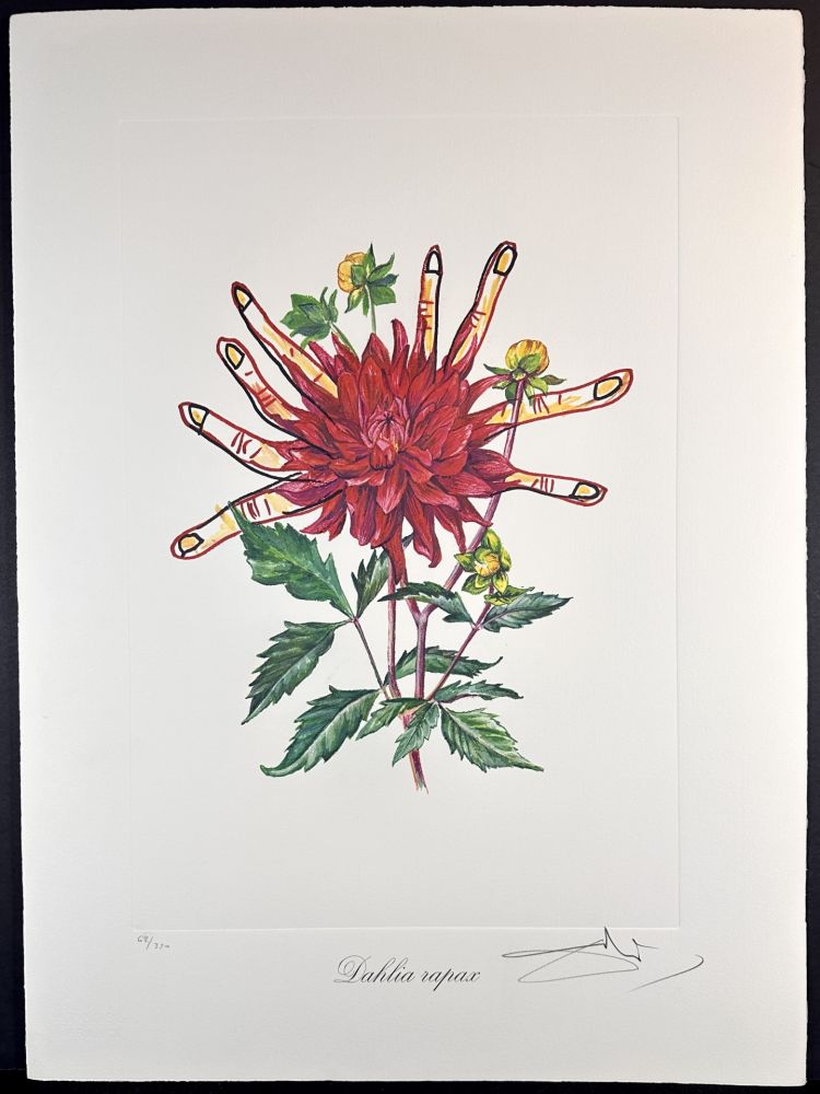 Incisione Dali - Florals Dahlias of Dali