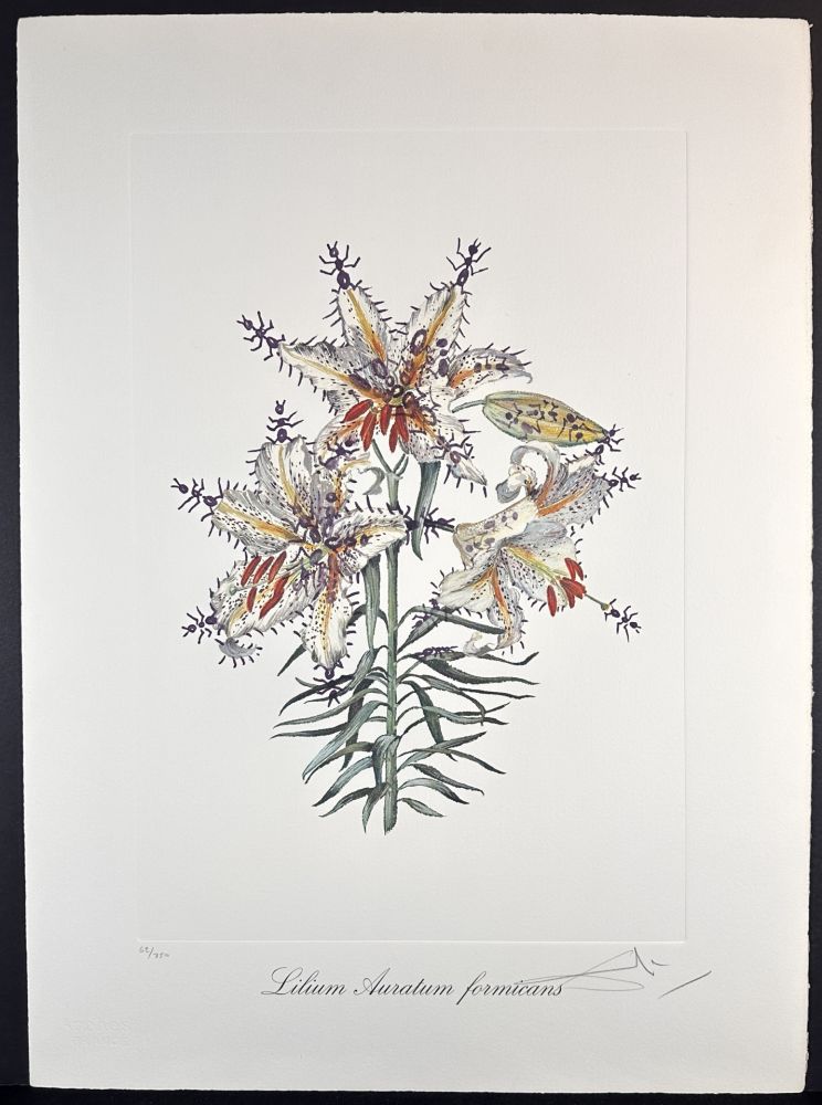 Incisione Dali - Florals Erotic Lily
