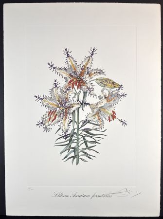 Incisione Dali - Florals Erotic Lily