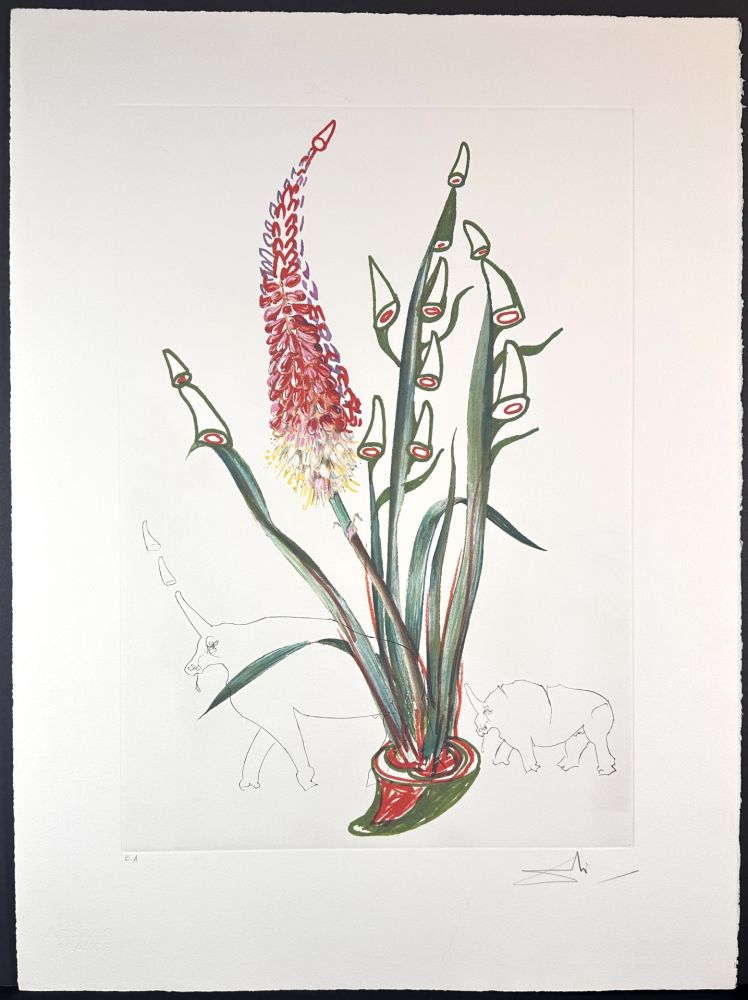 Incisione Dali - Florals Stock Rhinos