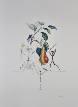Incisione Dali - FlorDali/Les Fruits Pear