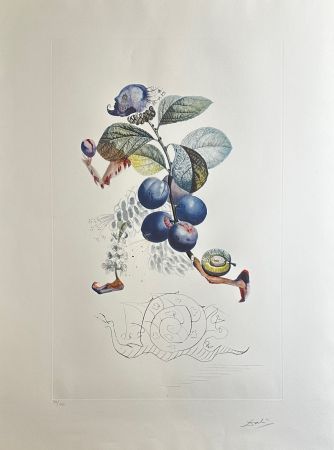 Incisione Dali - FlorDali/Les Fruits Plum