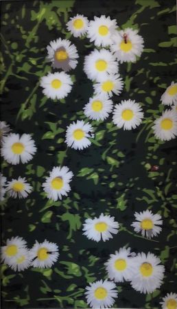 Non Tecnico Opie - French Landscapes: Daisies