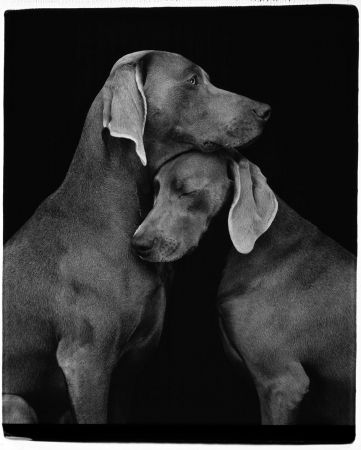 Fotografie Wegman - Friends