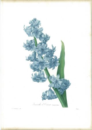 Acquaforte Redouté - Jacinthe d'orient (variété bleue)