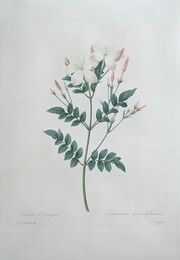 Acquaforte Redouté - Jasmin d'Espagne / Jasminum Grandiflorum