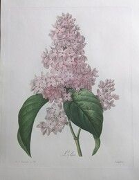Acquaforte Redouté - Lilas