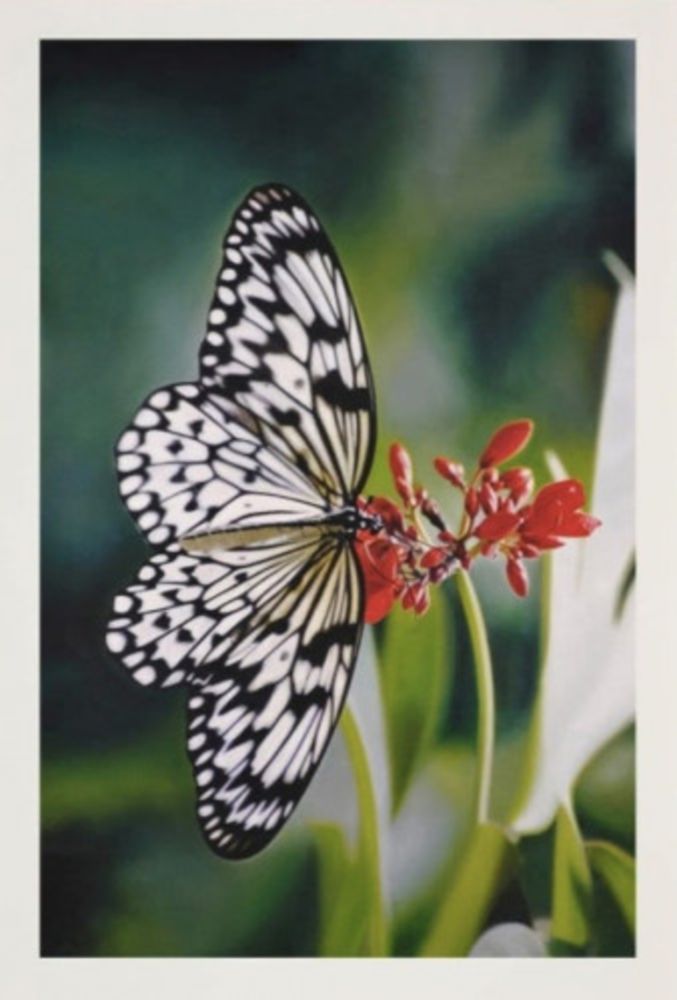 Multiplo Hirst - Paper Kite Butterfly on Oleander