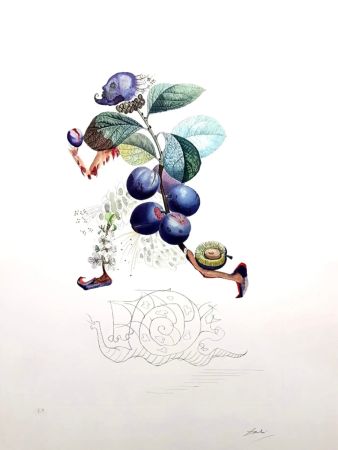 Litografia Dali - Plum