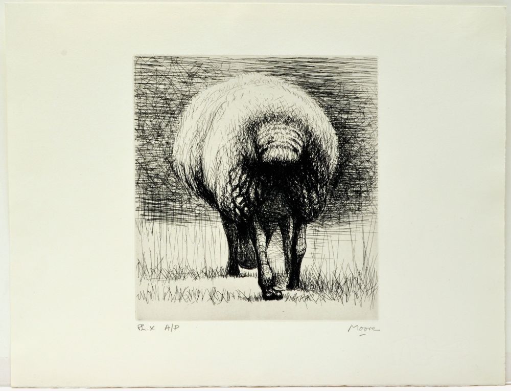Acquaforte Moore - Sheep back view