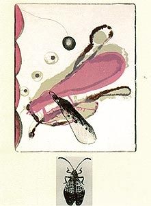 Litografia Brown - Souvenirs entomologiques 6