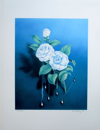 Litografia Ahlberg - The White Rose