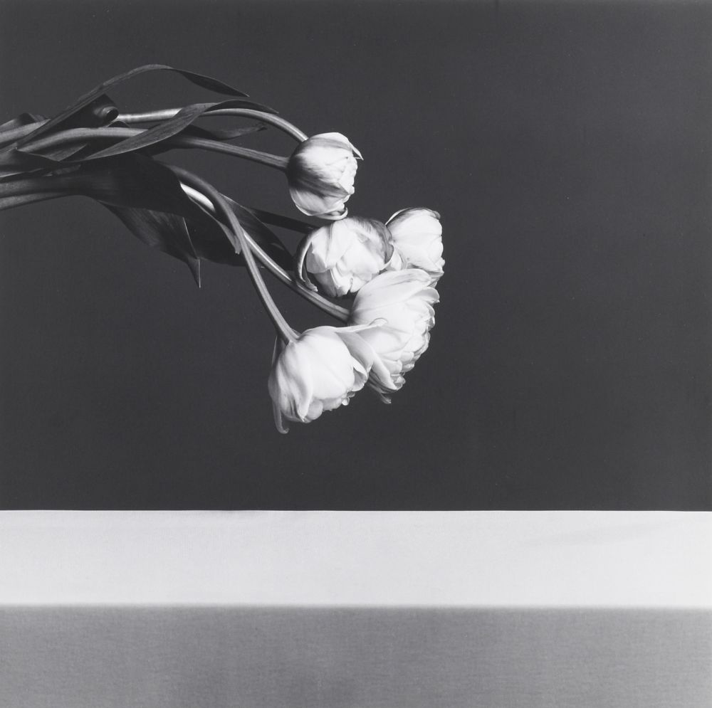 Fotografie Mapplethorpe - Tulips