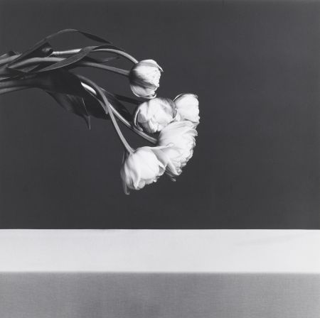 Fotografie Mapplethorpe - Tulips