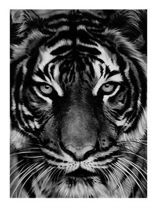 Litografia Longo - Untitled (Tiger)