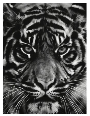 Serigrafia Longo - Untitled (Tiger head 2)