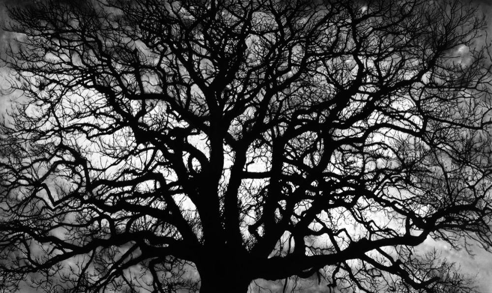 Multiplo Longo - Untitled (Tree)