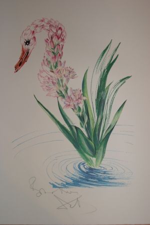 Litografia Dali - Water-Hybiscus Swan (surrealistic flowers)