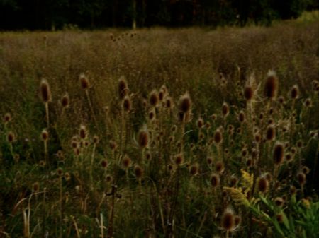 Multiplo Goldin - Wild Flowers
