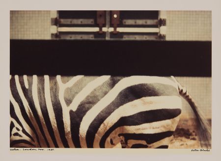 Fotografie Blake - Zebra, London Zoo